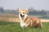 CORGI PEMBROKE 1218
